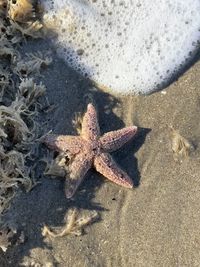 High angle view of crab on beach