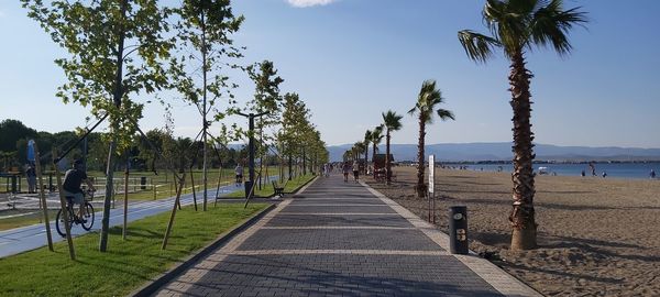 Footpath by palm trees on beach against sky