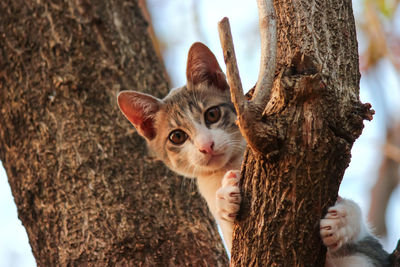 Portrait of a cat