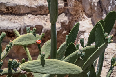 Close-up of succulent plant