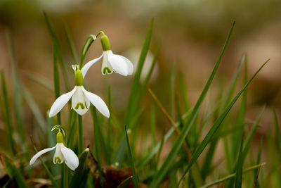 Close-up of white flowering plant