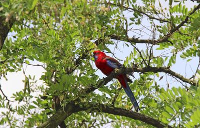 Low angle view of bird perching on branch