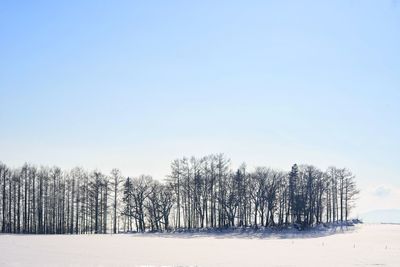 Bare trees on snowy landscape against clear sky