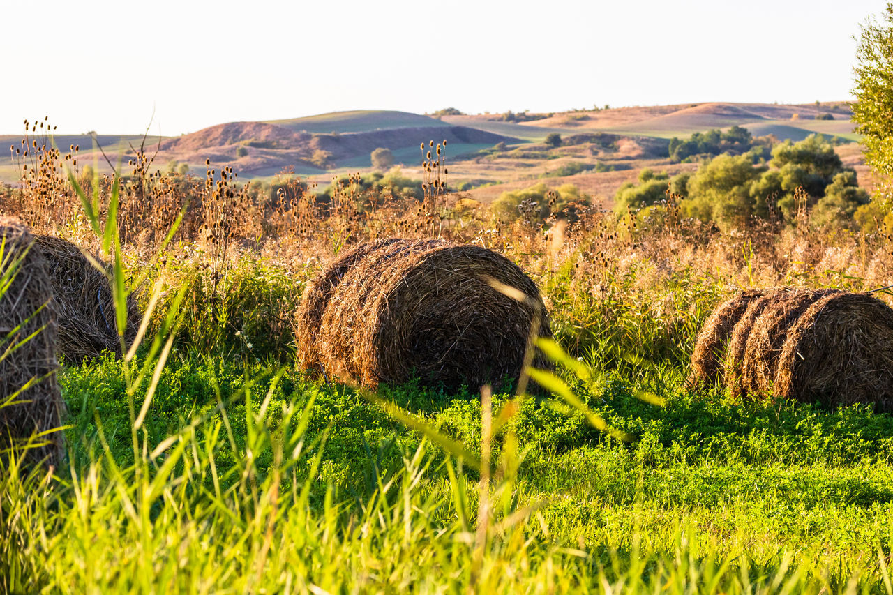 plant, landscape, grass, land, nature, field, agriculture, rural area, environment, bale, rural scene, sky, hay, scenics - nature, no people, prairie, farm, tranquility, beauty in nature, meadow, tranquil scene, pasture, day, hill, growth, tree, sunlight, outdoors, grassland, flower, clear sky, crop, harvesting, natural environment, non-urban scene, green, soil