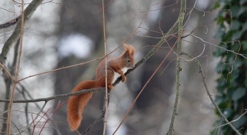 Close-up of squirrel perching on branch