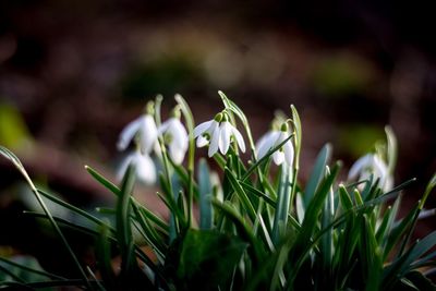 Close-up of crocus blooming outdoors