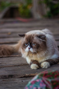 Portrait of cat relaxing outdoors