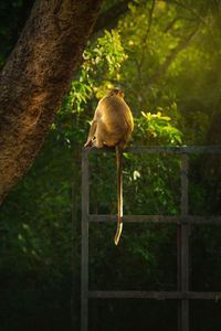 Close-up of bird perching on branch