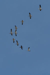 Low angle view of birds flying in the sky