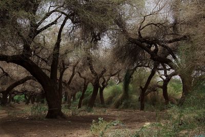 Trees in forest