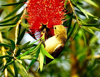 Close-up of a bird