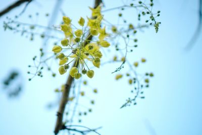 Close-up of yellow flowering plant against sky