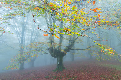 Autumn leaves on tree