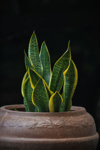 Close-up of potted plant against black background