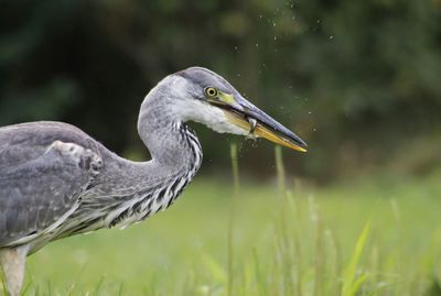 Close-up of gray heron on field