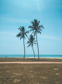 Palm trees on beach against sky