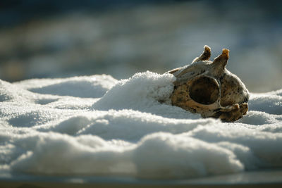 Close-up of animal skull