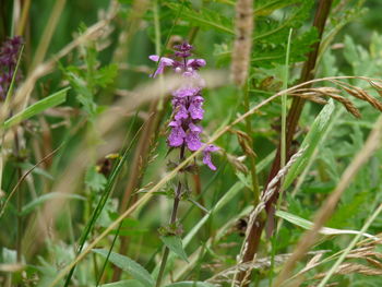 Close-up of purple flowers blooming outdoors