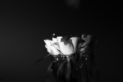 Close-up of flower over black background