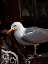 Close-up of seagull