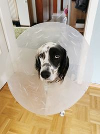 High angle portrait of dog at home