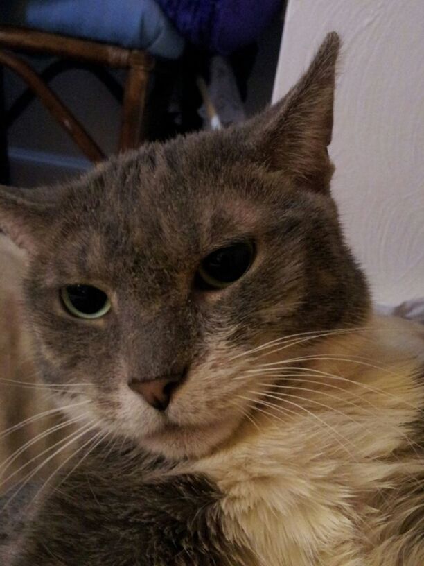 animal themes, one animal, domestic animals, mammal, animal head, close-up, whisker, domestic cat, pets, animal body part, cat, portrait, looking at camera, indoors, animal eye, feline, focus on foreground, part of, alertness