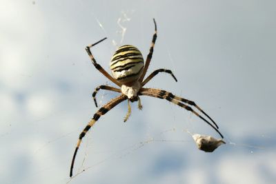 Spider on web