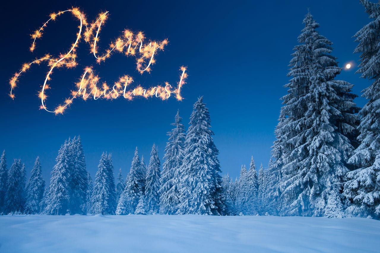 PINE TREES DURING WINTER AGAINST SKY