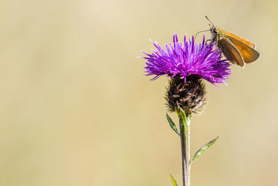 Close-up of butterfly pollinating on purple flower