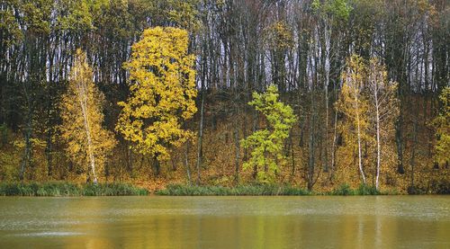 Trees in forest during autumn