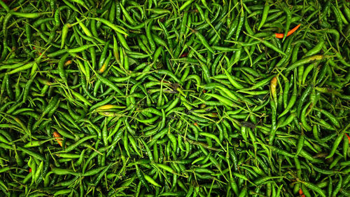 Full frame shot of fresh green plants