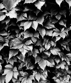 Detail shot of leaves on plant