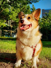 View of a dog sitting on field