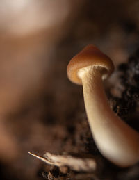 close-up
