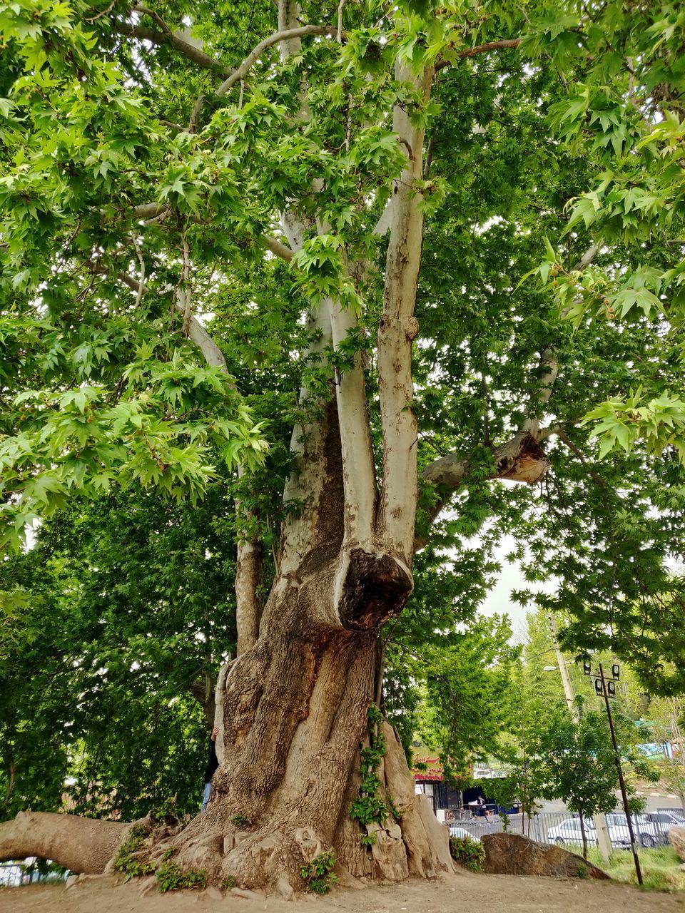 TREE IN PARK