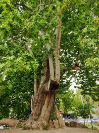 Large tree in park