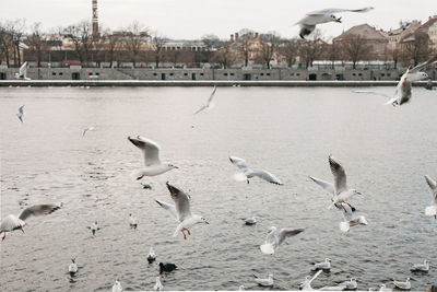 Flock of birds flying over water