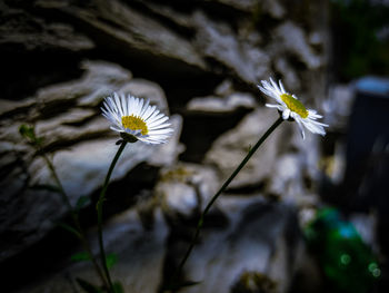 Close-up of white flowering plant