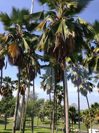 Low angle view of palm trees