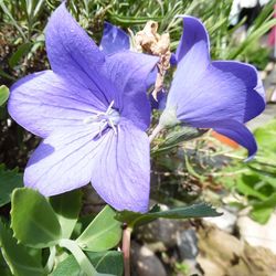 Close-up of purple flower blooming outdoors