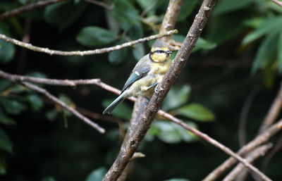 Close-up of bird perching on branch