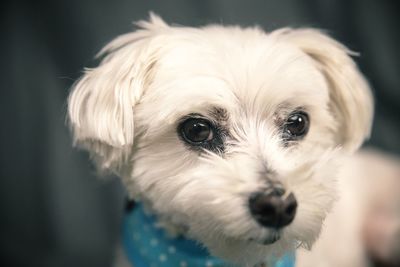 Close-up portrait of a maltese dog