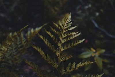 Close-up of pine tree leaves