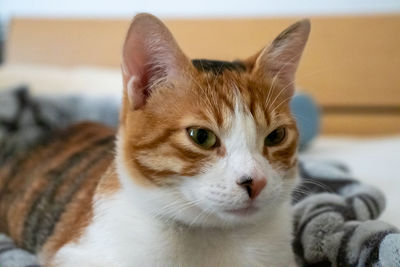 Close-up portrait of a cat looking away