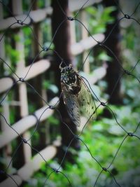 Close-up of bird perching on chainlink fence