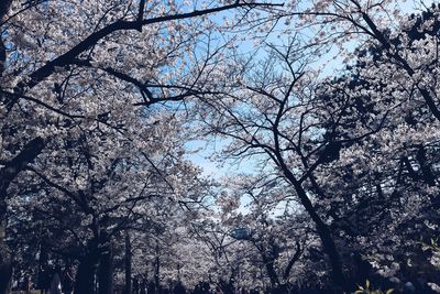 Low angle view of cherry blossoms against sky