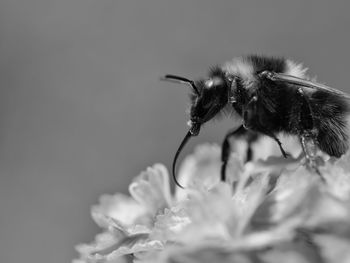 Close-up of bumblebee on flower