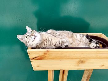 Cat resting on wall