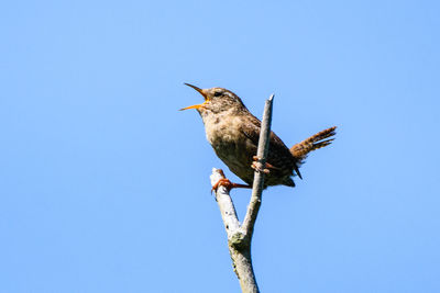 Low angle view of bird perching on branch against clear sky