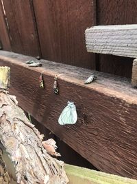 High angle view of insect on wood